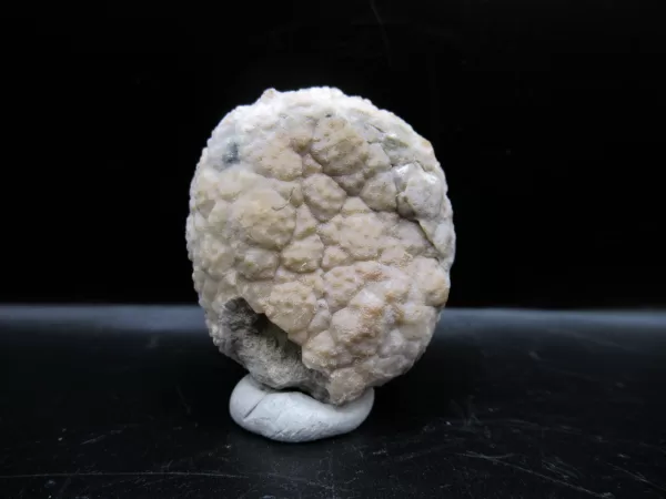 Genuine Silurian Age Holocystites Cystoid from Indiana for Sale #63a