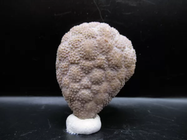 Genuine Silurian Age Holocystites Cystoid from Indiana for Sale #65