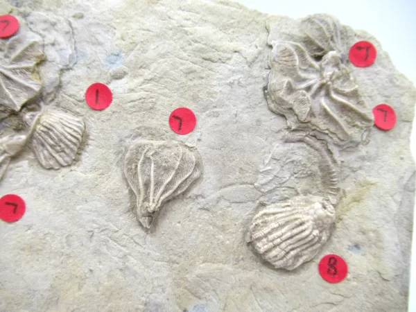 General Crinoid Fossils For Sale- Gilmore City Iowa Mississippian Crinoid Plate #110b