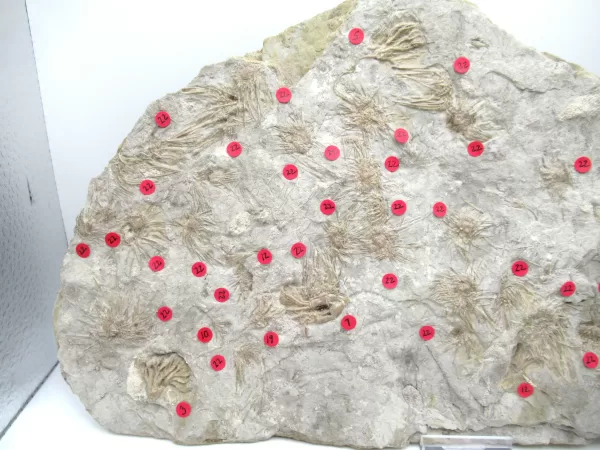 General Crinoid Fossils For Sale- Gilmore City Iowa Mississippian Crinoid Plate #115a