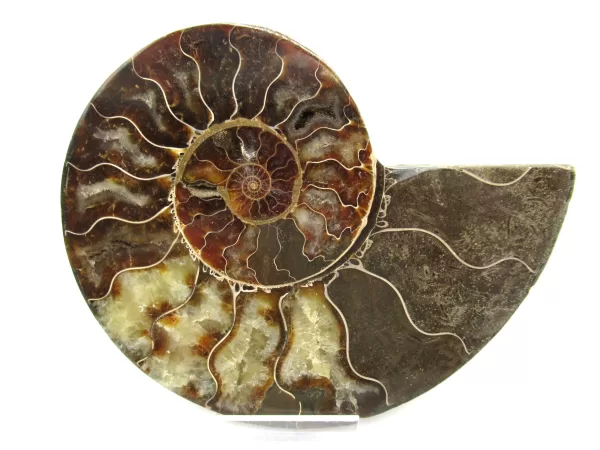 Genuine Ammonite For Sale- Lg. Madagascar Cleoniceras Ammonite Pair #9a