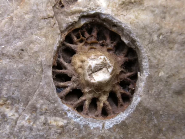 Genuine Mississippian Age Burlington Crinoid Plate from Missouri for Sale #58a