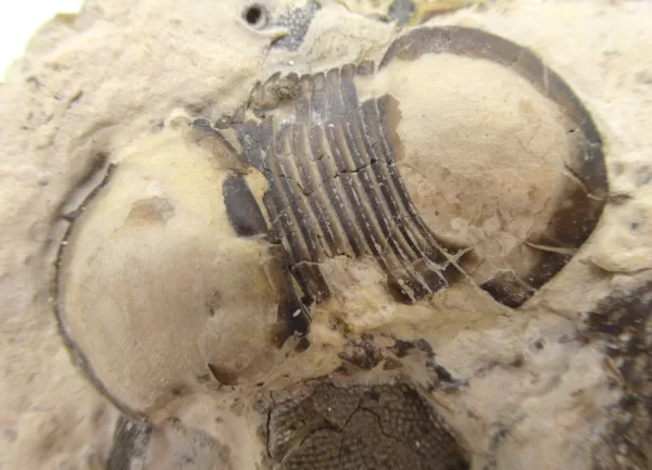 Genuine Trilobite For Sale- New York Silurian Bumastus ioxus Trilobite #5a