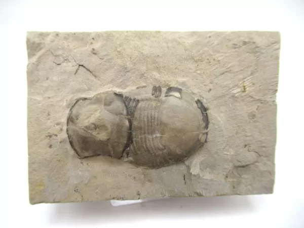 Genuine Trilobite For Sale- New York Silurian Bumastus ioxus Trilobite #6