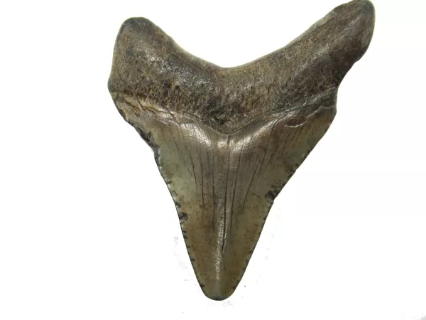 Genuine Megalodon Shark Teeth For Sale- South Caroline Miocene Megalodon Shark Tooth #33b