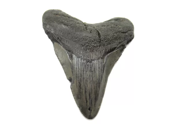 Genuine Megalodon Shark Teeth For Sale- South Caroline Miocene Megalodon Shark Tooth #37a