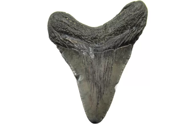 Genuine Megalodon Shark Teeth For Sale- South Caroline Miocene Megalodon Shark Tooth #37b