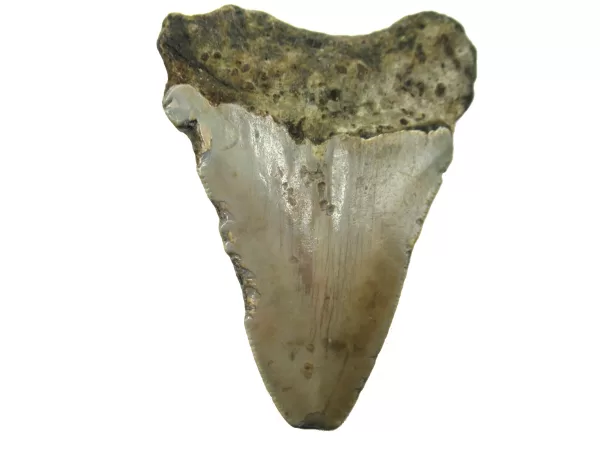 Genuine Megalodon Shark Teeth For Sale- South Caroline Miocene Megalodon Shark Tooth #42b