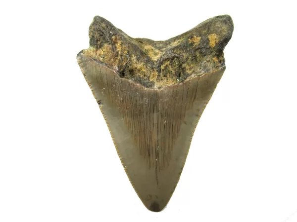 Genuine Megalodon Shark Teeth For Sale- South Caroline Miocene Megalodon Shark Tooth #45b