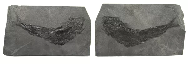 General Permian Palaeoniscum Fish Fossils For Sale- Odernheim, Germany #1 PAIR