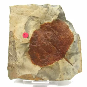 General Leaf Plate Fossils For Sale- Glendive Montana Paleocene Leaf Plate #99