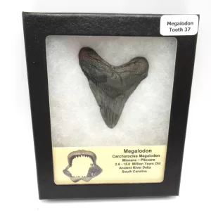 Genuine Megalodon Shark Teeth For Sale- South Caroline Miocene Megalodon Shark Tooth #37
