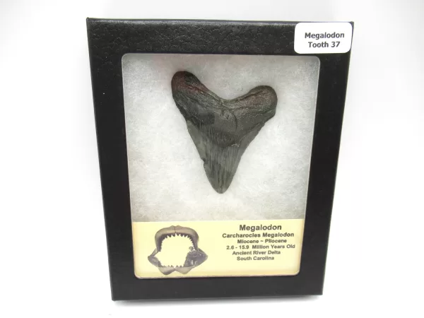 Genuine Megalodon Shark Teeth For Sale- South Caroline Miocene Megalodon Shark Tooth #37