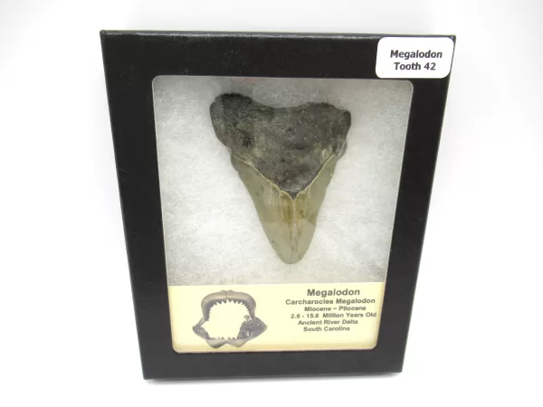 Genuine Megalodon Shark Teeth For Sale- South Caroline Miocene Megalodon Shark Tooth #42