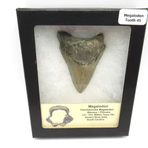 Genuine Megalodon Shark Teeth For Sale- South Caroline Miocene Megalodon Shark Tooth #45