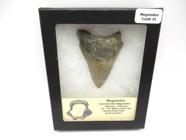 Genuine Megalodon Shark Teeth For Sale- South Caroline Miocene Megalodon Shark Tooth #45