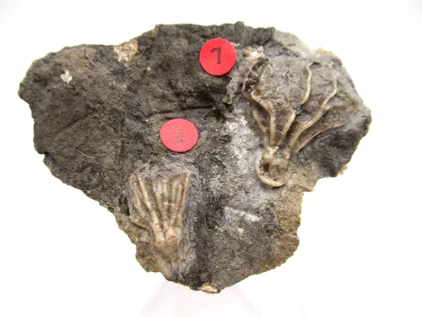 General Crinoid Fossils For Sale- Gilmore City Iowa Mississippian Crinoid Plate #121