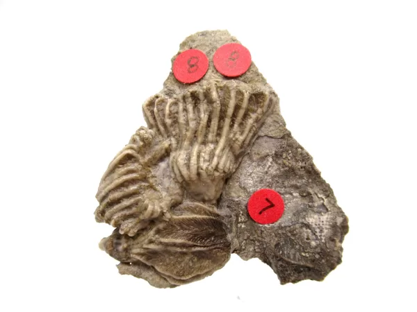 General Crinoid Fossils For Sale- Gilmore City Iowa Mississippian Crinoid Plate #124