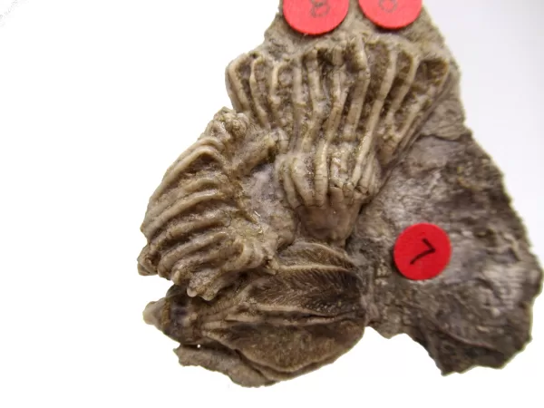 General Crinoid Fossils For Sale- Gilmore City Iowa Mississippian Crinoid Plate #124a