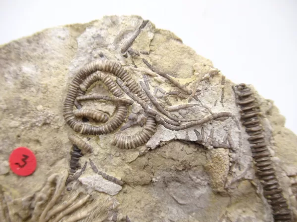 General Crinoid Fossils For Sale- Gilmore City Iowa Mississippian Crinoid Plate #133c