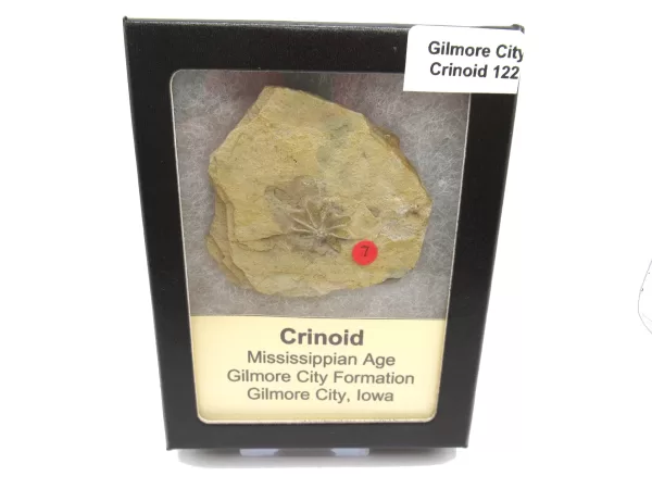 General Crinoid Fossils For Sale- Gilmore City Iowa Mississippian Crinoid Plate #R122