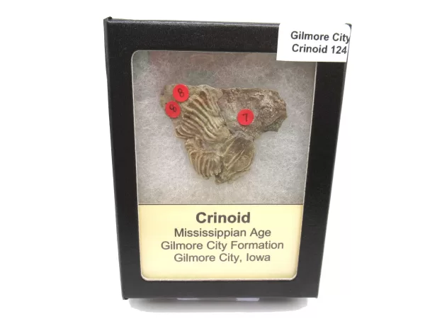 General Crinoid Fossils For Sale- Gilmore City Iowa Mississippian Crinoid Plate #R124