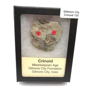 General Crinoid Fossils For Sale- Gilmore City Iowa Mississippian Crinoid Plate #R125