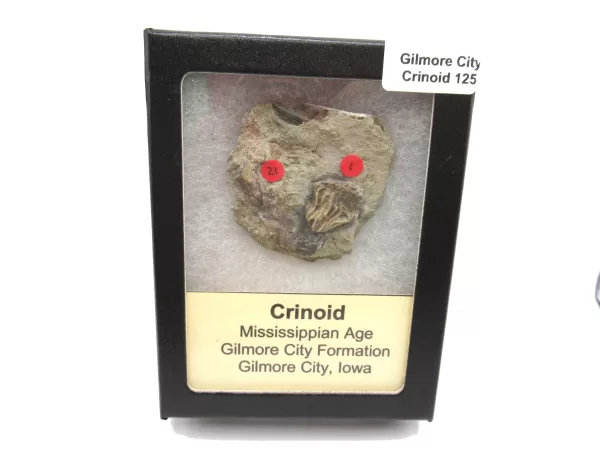 General Crinoid Fossils For Sale- Gilmore City Iowa Mississippian Crinoid Plate #R125