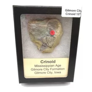 General Crinoid Fossils For Sale- Gilmore City Iowa Mississippian Crinoid Plate #R127