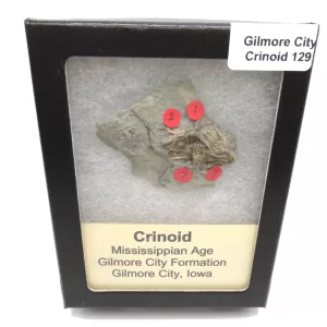 General Crinoid Fossils For Sale- Gilmore City Iowa Mississippian Crinoid Plate #R129