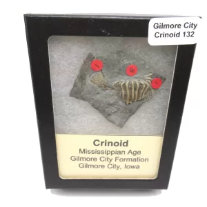 General Crinoid Fossils For Sale- Gilmore City Iowa Mississippian Crinoid Plate #R132