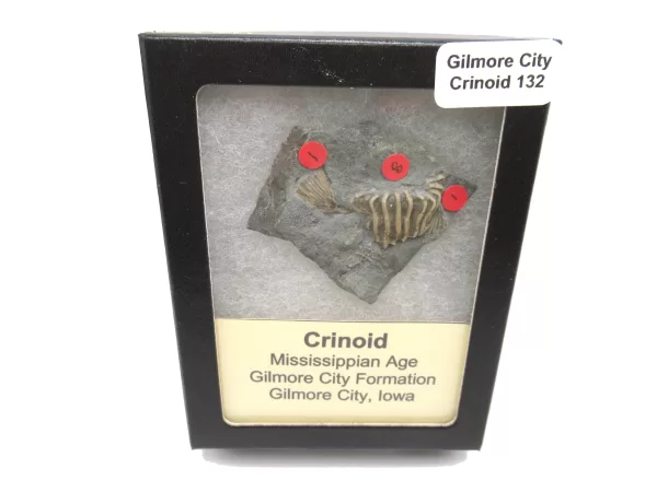 General Crinoid Fossils For Sale- Gilmore City Iowa Mississippian Crinoid Plate #R132