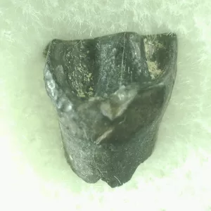 Genuine Leptoceratops Dinosaur Tooth Fossils From Montana For Sale #35