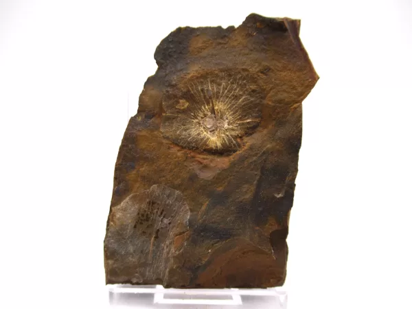 Genuine Paleocene Cyclocarya Fruit For Sale- Morton County, North Dakota #41