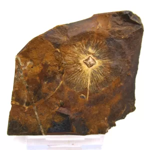 Genuine Paleocene Cyclocarya Fruit For Sale- Morton County, North Dakota #48