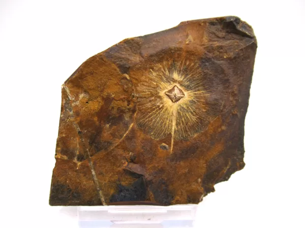 Genuine Paleocene Cyclocarya Fruit For Sale- Morton County, North Dakota #48