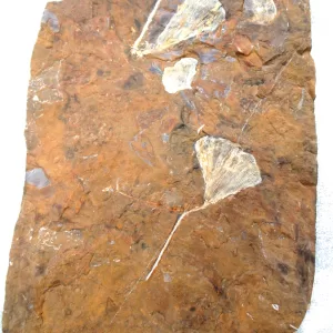 General Paleocene Ginko Leaves Fossils For Sale- North Dakota #53