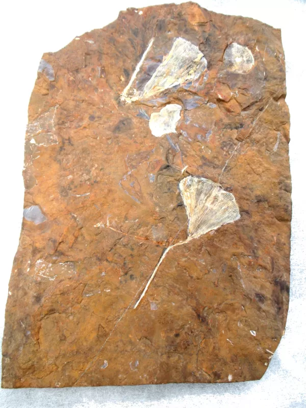 General Paleocene Ginko Leaves Fossils For Sale- North Dakota #53