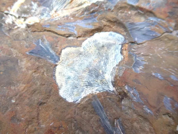 General Paleocene Ginko Leaves Fossils For Sale- North Dakota #53d