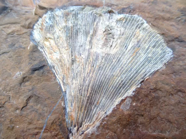 General Paleocene Ginko Leaves Fossils For Sale- North Dakota #53f