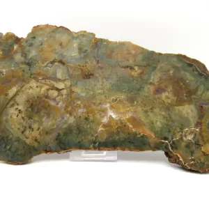 Genuine Jurassic Sauropod Coprolite Fossils From Utah For Sale #48