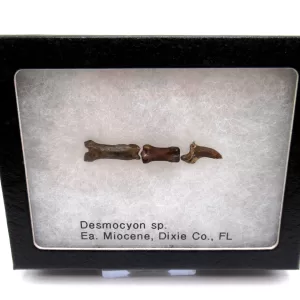 Genuine Miocene Desmocyon Toe Fossils From Florida For Sale #1