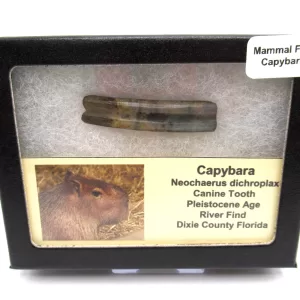 Genuine Pleistocene Cabybara Tooth Fossils From Florida For Sale #1