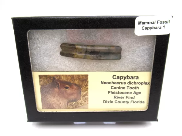 Genuine Pleistocene Cabybara Tooth Fossils From Florida For Sale #1