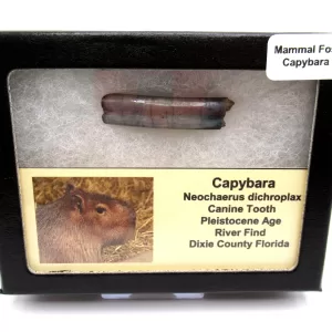 Genuine Pleistocene Cabybara Tooth Fossils From Florida For Sale #2