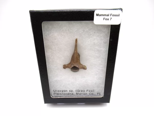 Genuine Pleistocene Fox Bones Fossils From Florida For Sale #7