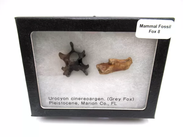 Genuine Pleistocene Fox Bones Fossils From Florida For Sale #8