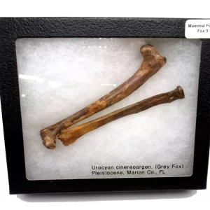 Genuine Pleistocene Fox Bones Fossils From Florida For Sale #9