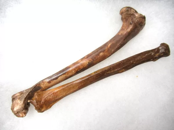 Genuine Pleistocene Fox Bones Fossils From Florida For Sale #9a