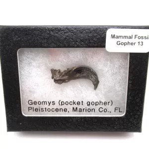 Genuine Pleistocene Gopher Bones Fossils From Florida For Sale #13